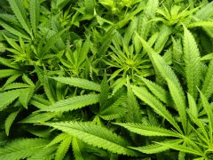 Pour arrêter le cannabis, l’application Stop Cannabis est là pour vous Pour arrêter le cannabis, l’application Stop Cannabis est là pour vous